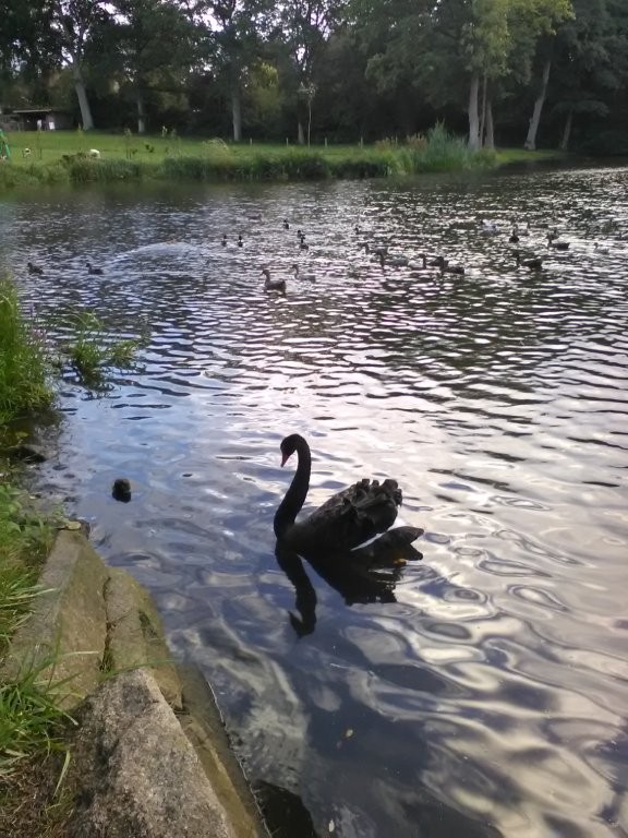 BG94 schwarzer-Schwan